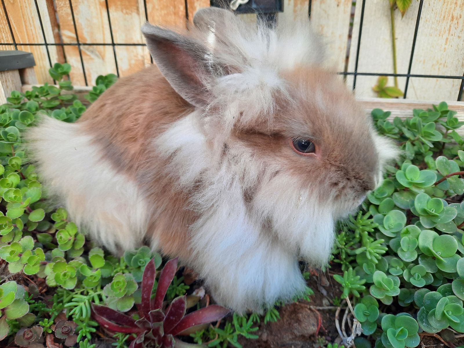 Lionhead Mix Bunny