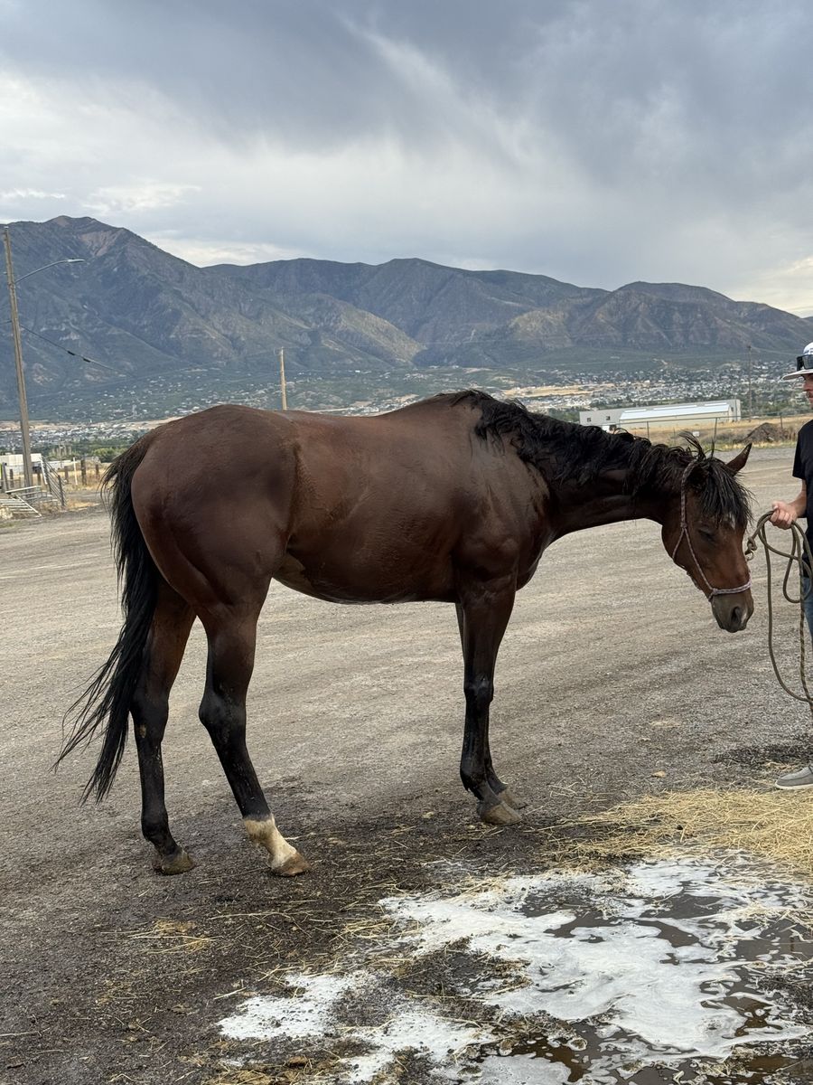 9 year old gelding