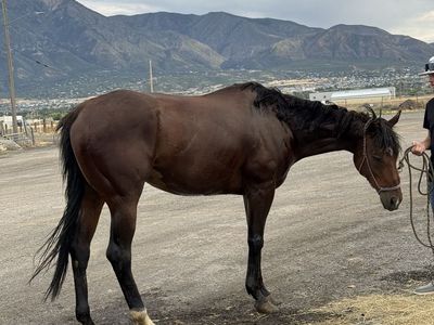 9 year old gelding