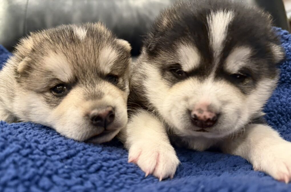 Alaskan Klee Kai Mini Husky Puppies Not Pomsky