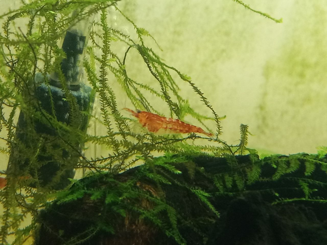 neocaridina shrimp