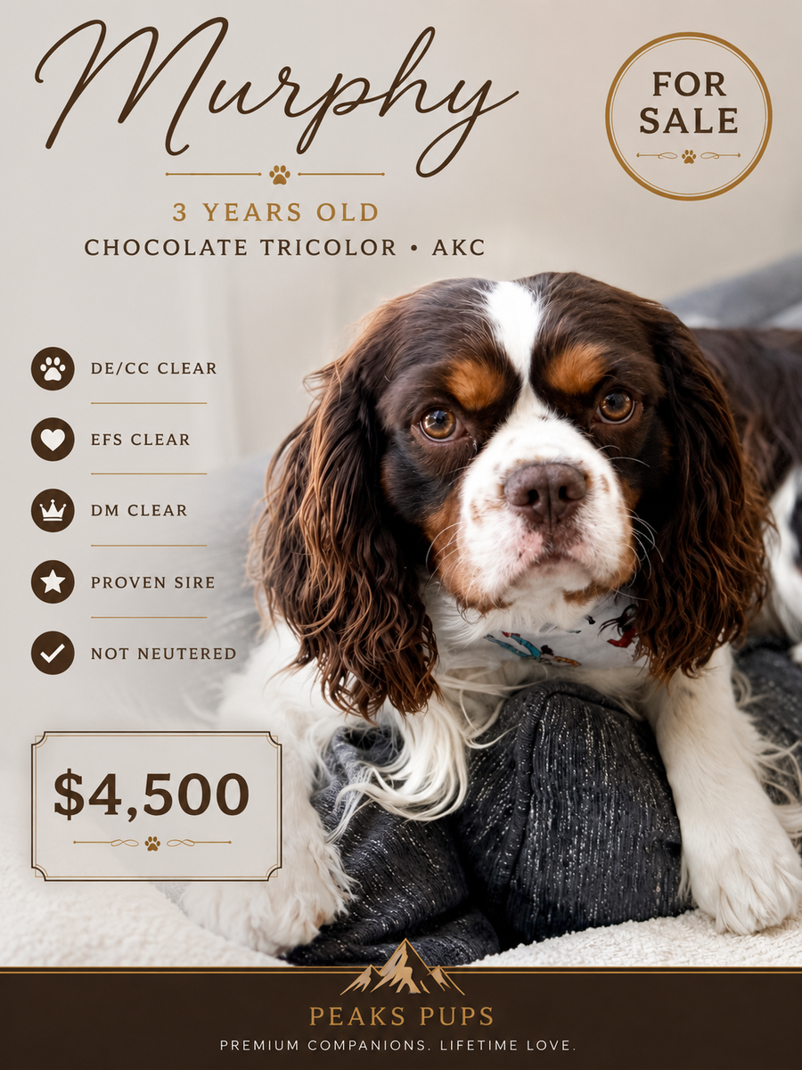AKC Chocolate Tricolor Cavalier King Charles Spaniel | 3 Years | Proven Sire