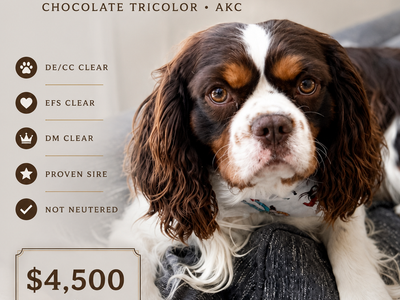 AKC Chocolate Tricolor Cavalier King Charles Spaniel | 3 Years | Proven Sire