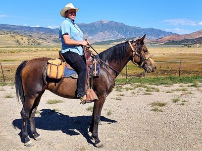 6-Year-Old buckskin gaited mare. well trained.
