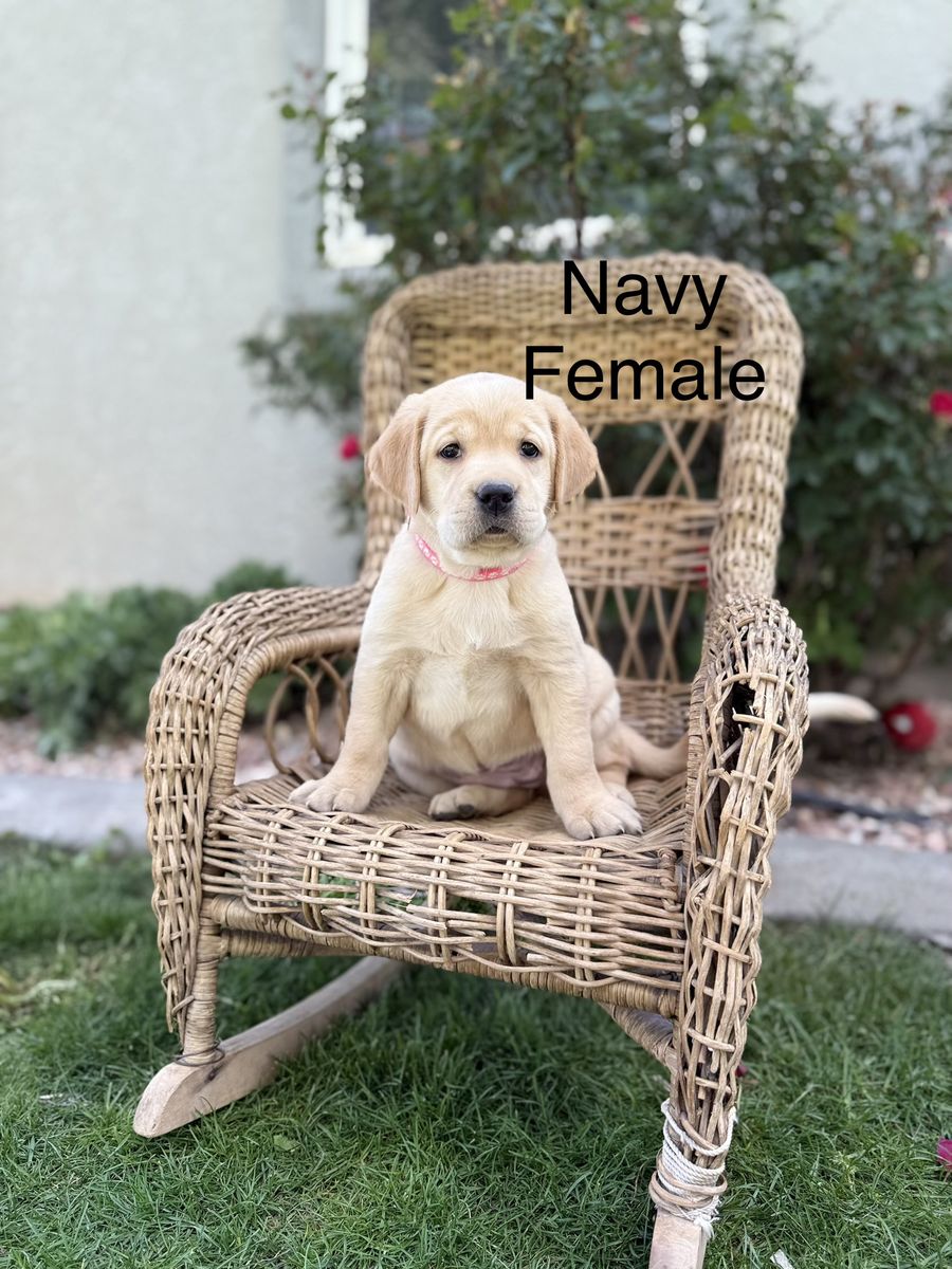 Akc Yellow Labradors