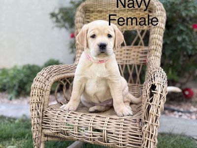 Akc Yellow Labradors