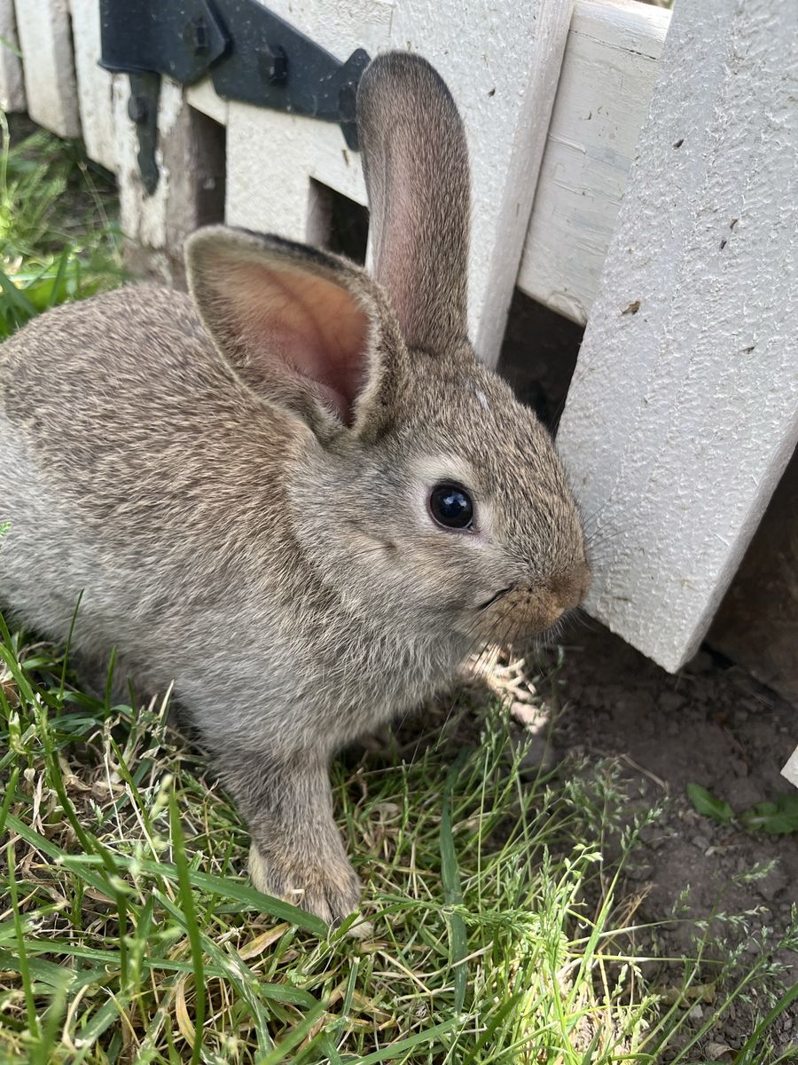6 Week old baby bunnies!