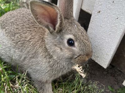 6 Week old baby bunnies!