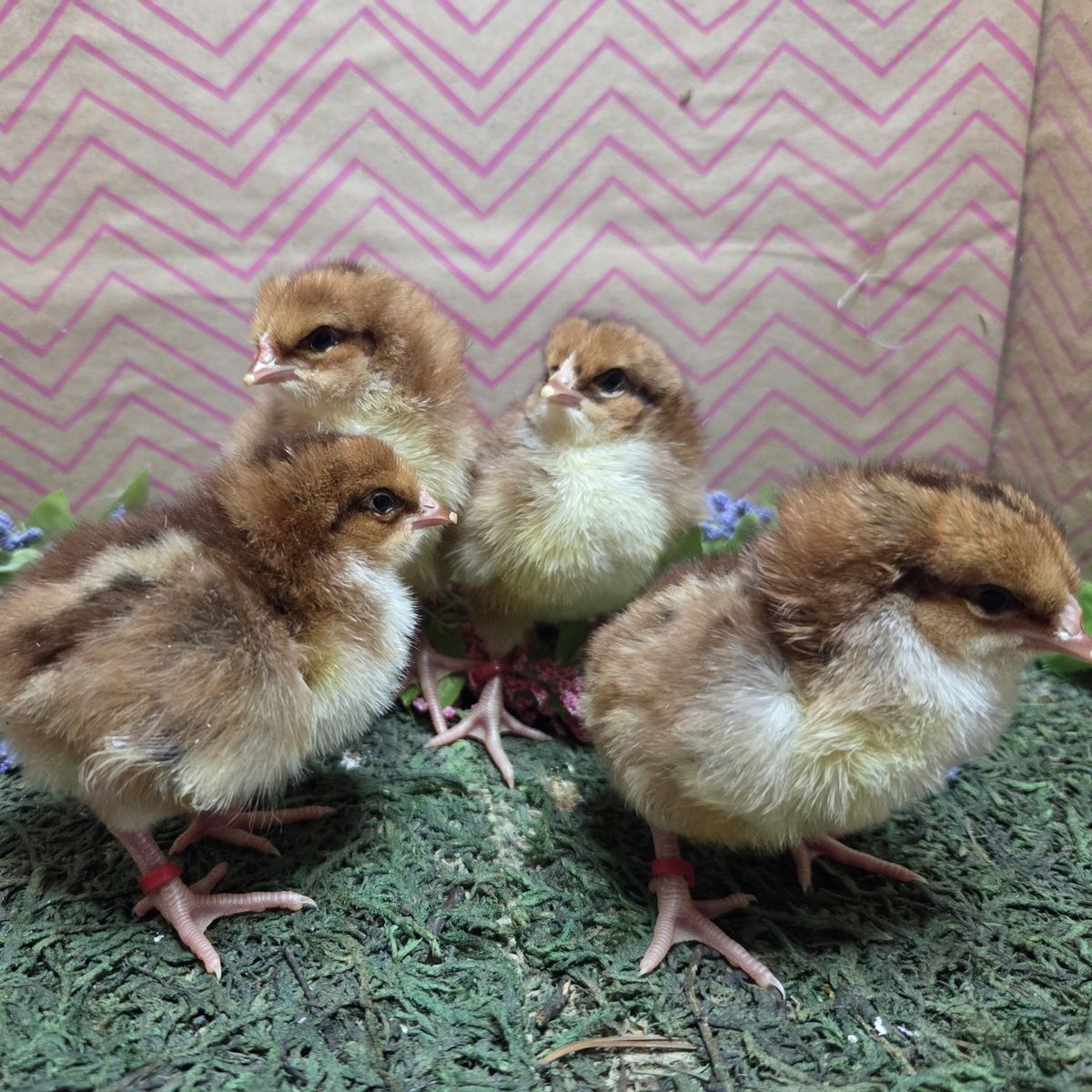 Speckled Sussex chicks
