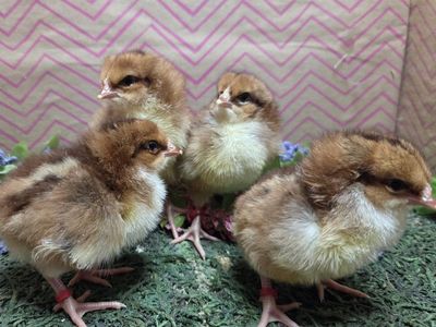 Speckled Sussex chicks