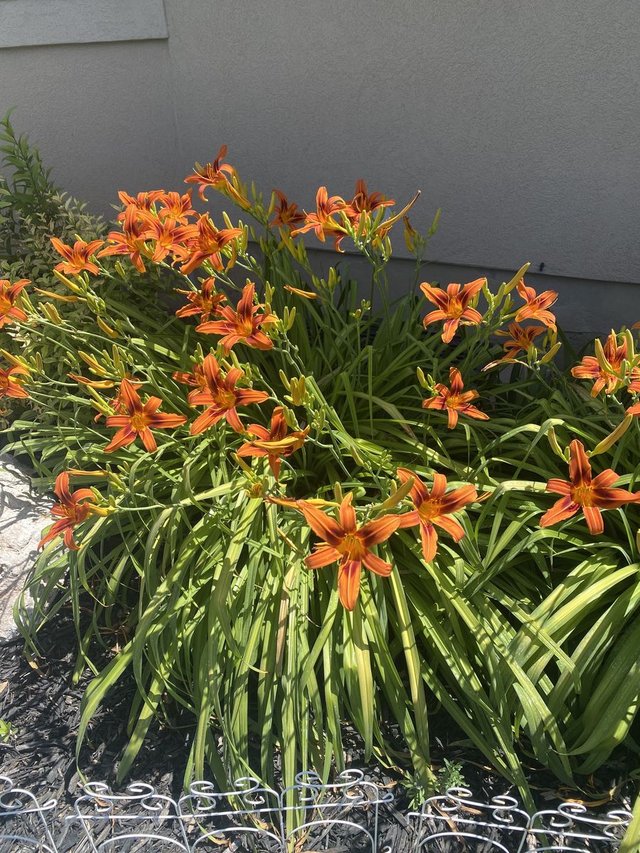 Orange Lily Plants- Free