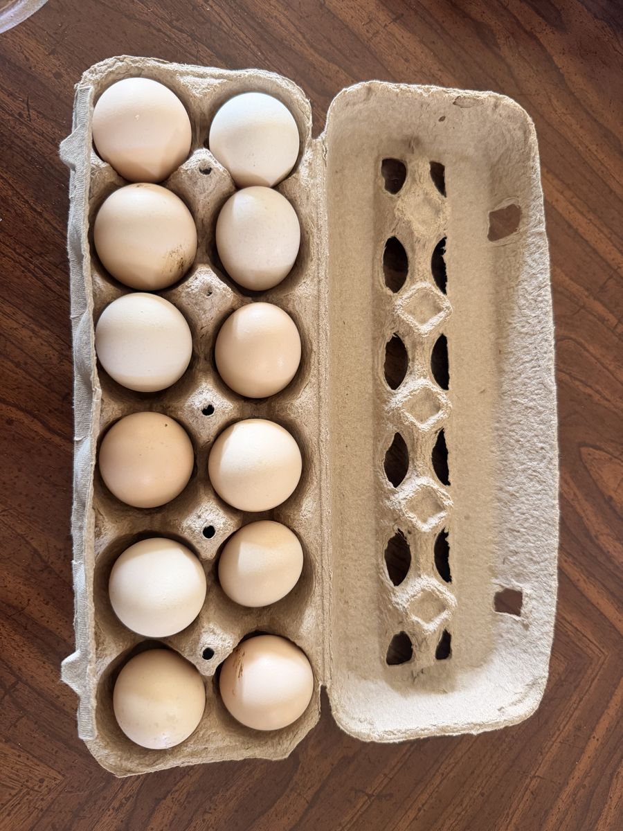 Silkie Hatching Eggs