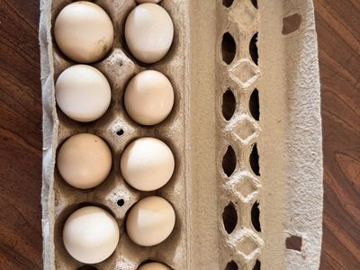 Silkie Hatching Eggs