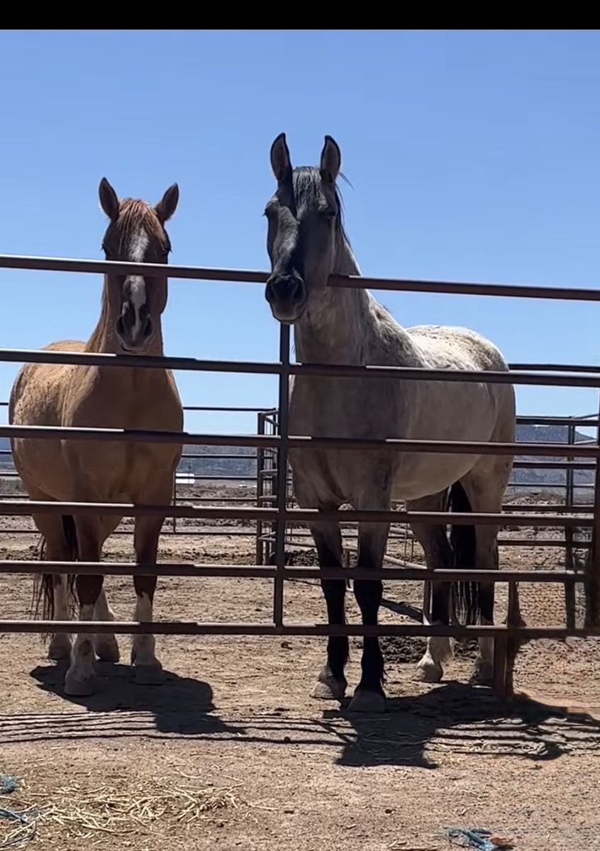 Two Mustang Geldings for Sale