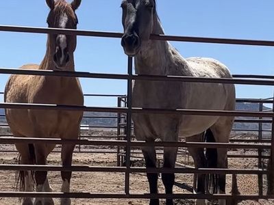 Two Mustang Geldings for Sale