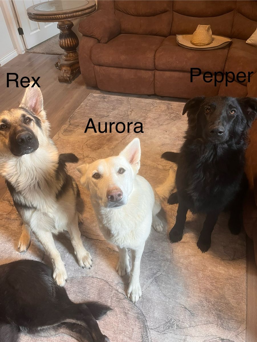 German Shepherd dogs