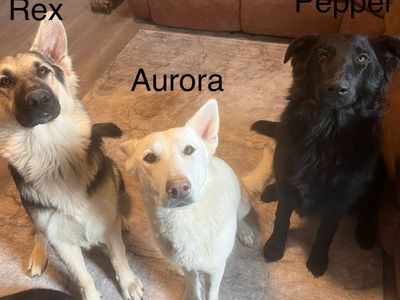 German Shepherd dogs