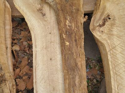 Cottonwood Slabs, (pic 6), $5 board ft, cash only