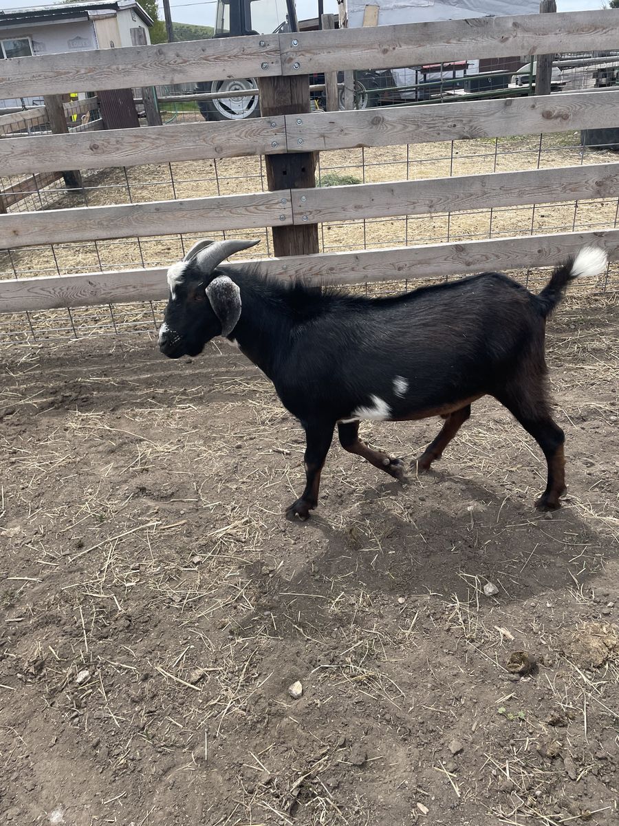 Mini Nubian Buck