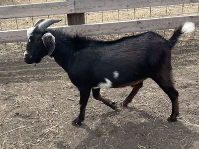 Mini Nubian Buck