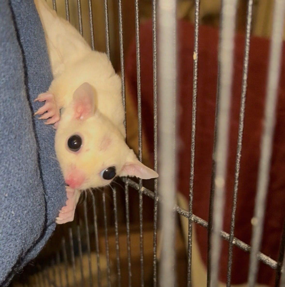 3 Sugar gliders
