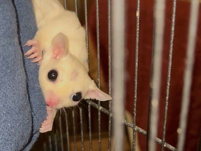 3 Sugar gliders