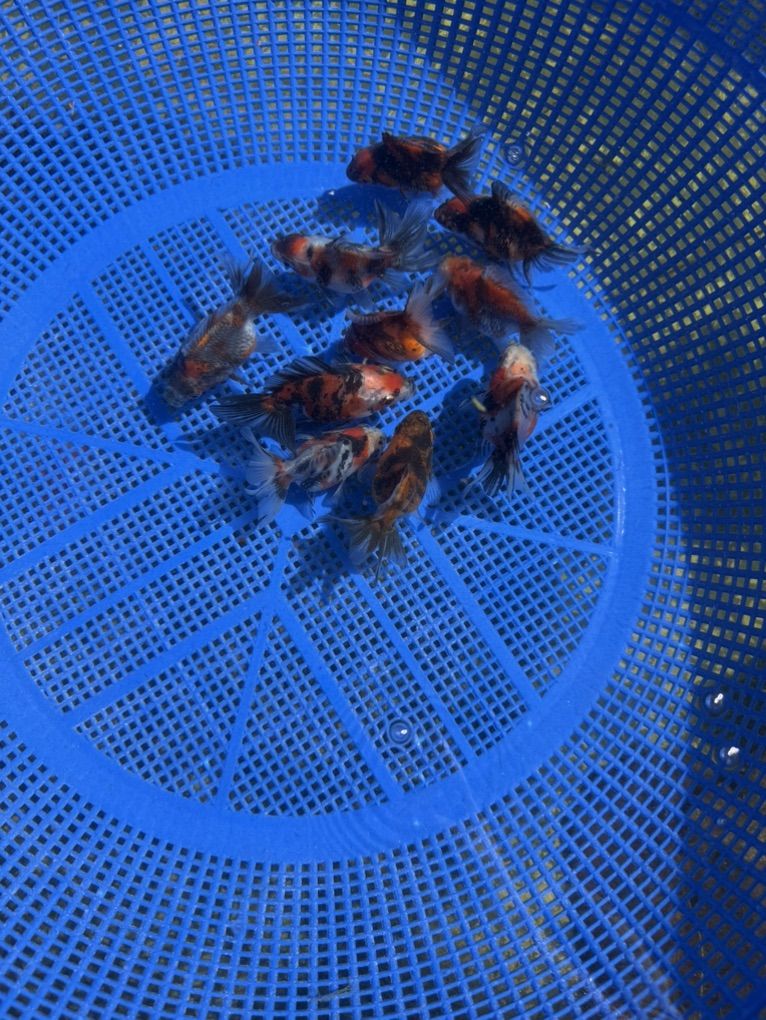 Beautiful Highquality Calico Ryukin Goldfish