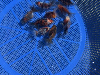 Beautiful Highquality Calico Ryukin Goldfish