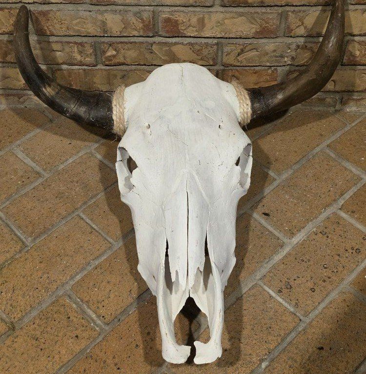 Rustic Western Cow Skull Wall Decor With Cool Horn