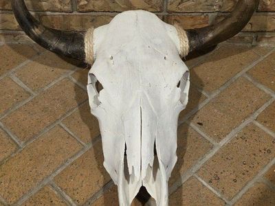 Rustic Western Cow Skull Wall Decor With Cool Horn