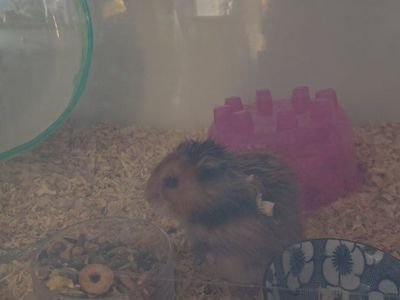 free hamster