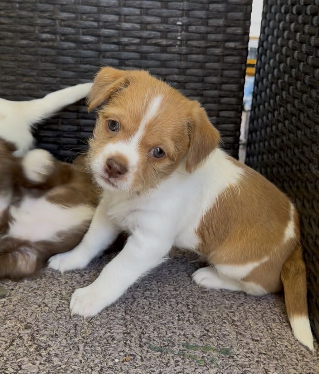 Puppies
