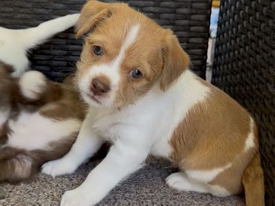 Puppies