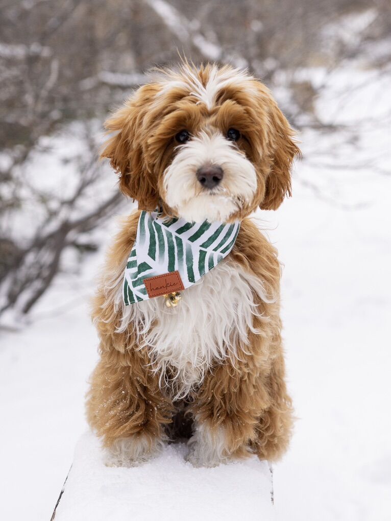 Tuxedo 10 Lb Straight Coat- CLEAR Goldendoodle Stu