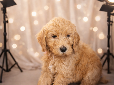 Goldendoole Puppies