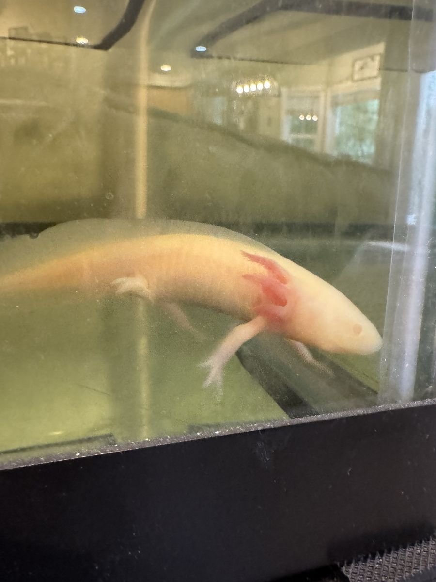 2 Axolotl