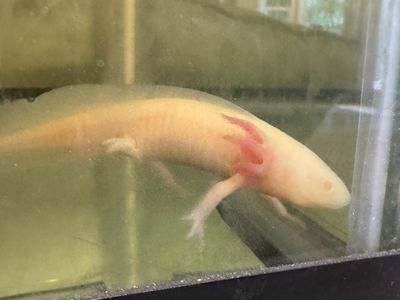 2 Axolotl