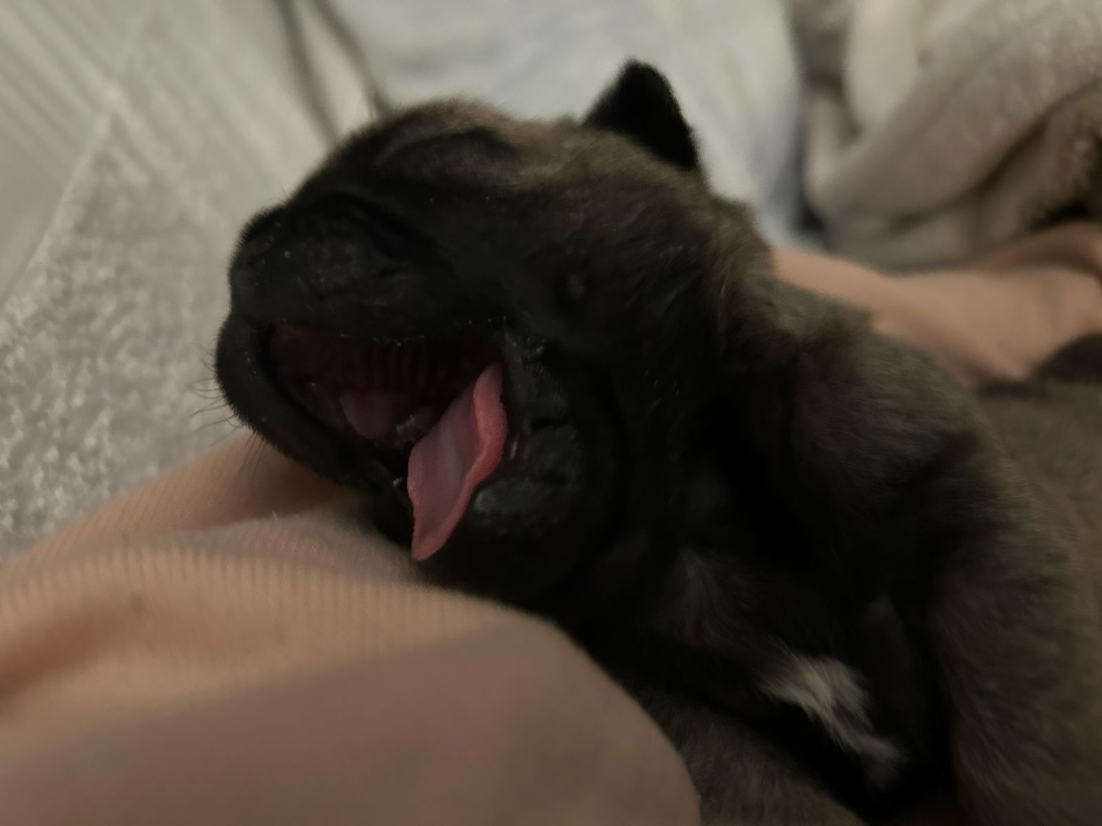 Rare brindle gene male Pug puppy 