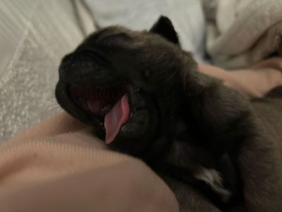 Rare brindle gene male Pug puppy