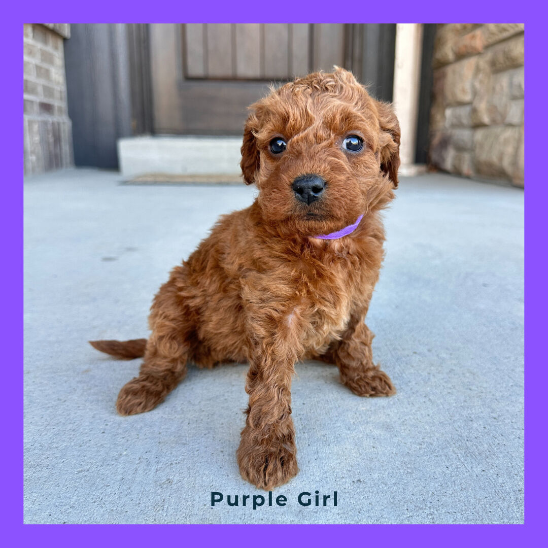 Female Goldendoodles