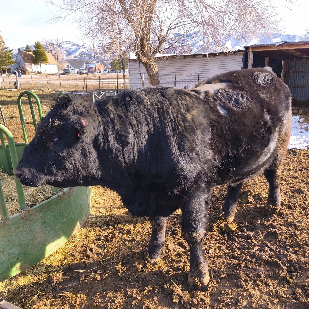 Angus bull for rent