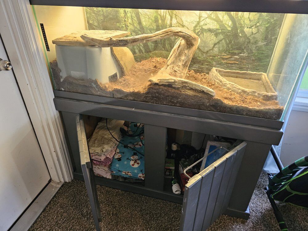 Ret Tail Boa and Enclosure