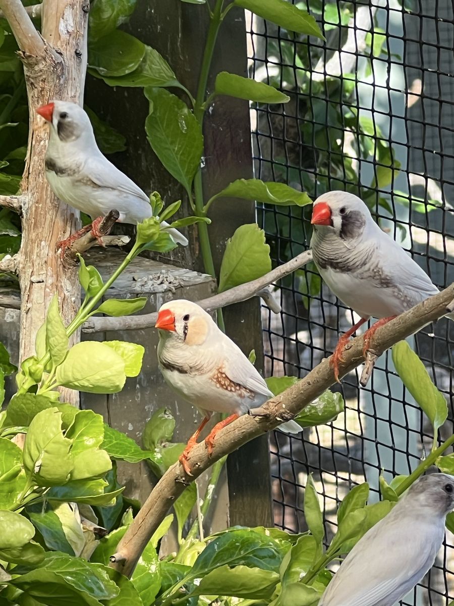 Zebra Finches