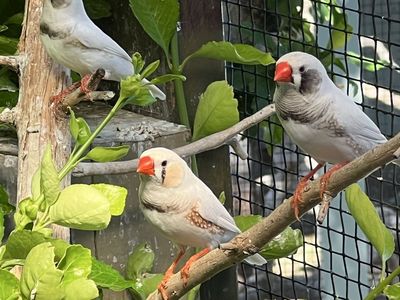 Zebra Finches