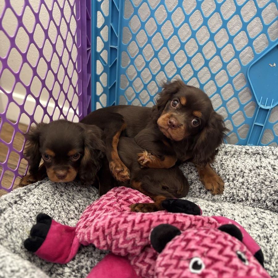 AKC Cavalier King Charles Spaniel