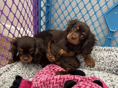 AKC Cavalier King Charles Spaniel