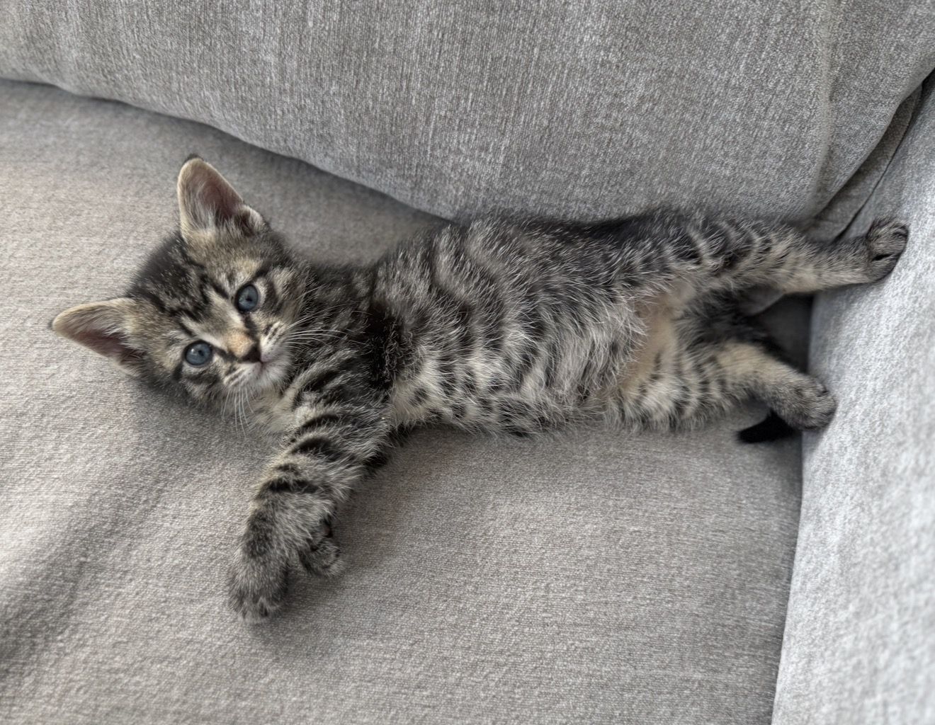 Tabby Male Kitten 4 months old