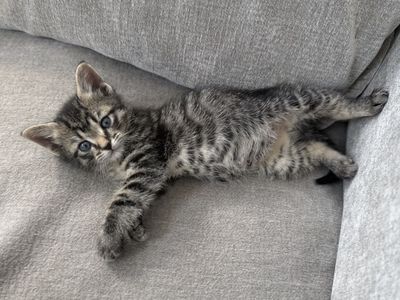 Tabby Male Kitten 4 months old