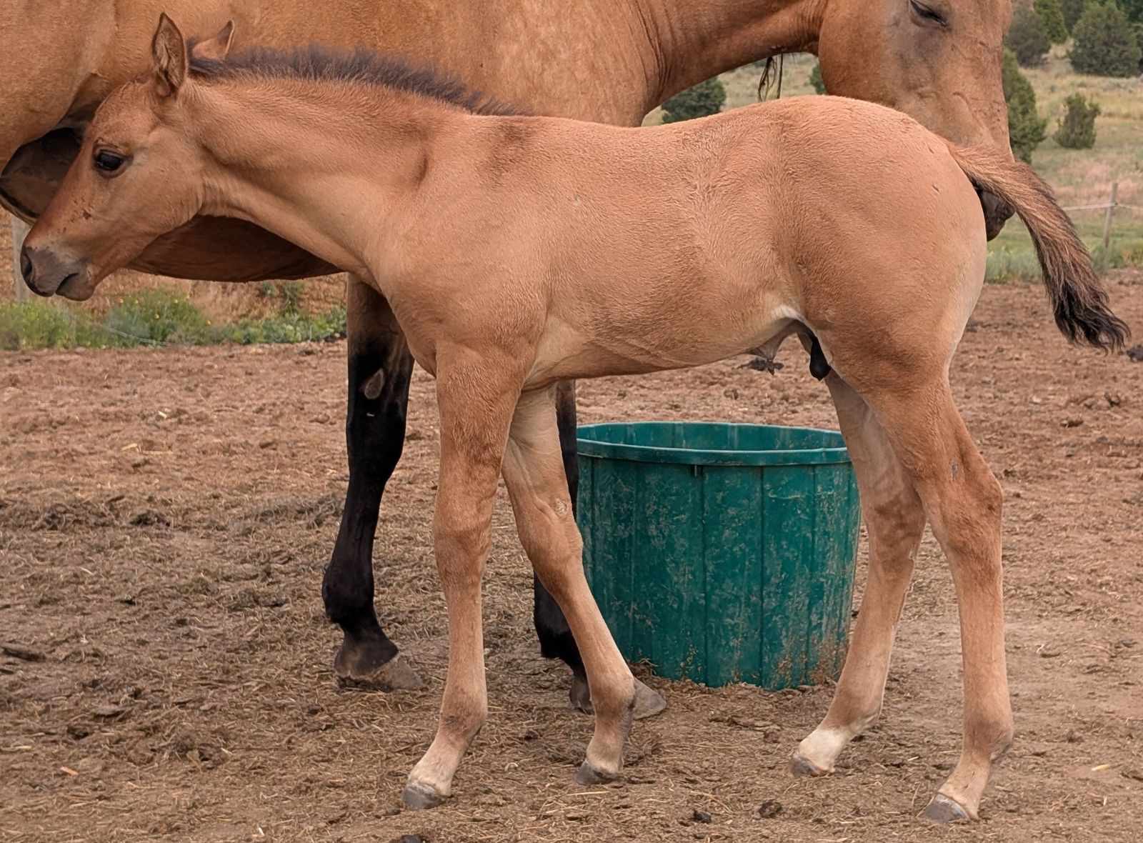 Bay Dun weanling Stud AQHA, Reminic Black Weasel Snipper Music