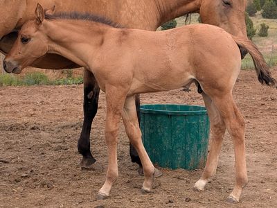 Bay Dun weanling Stud AQHA, Reminic Black Weasel Snipper Music